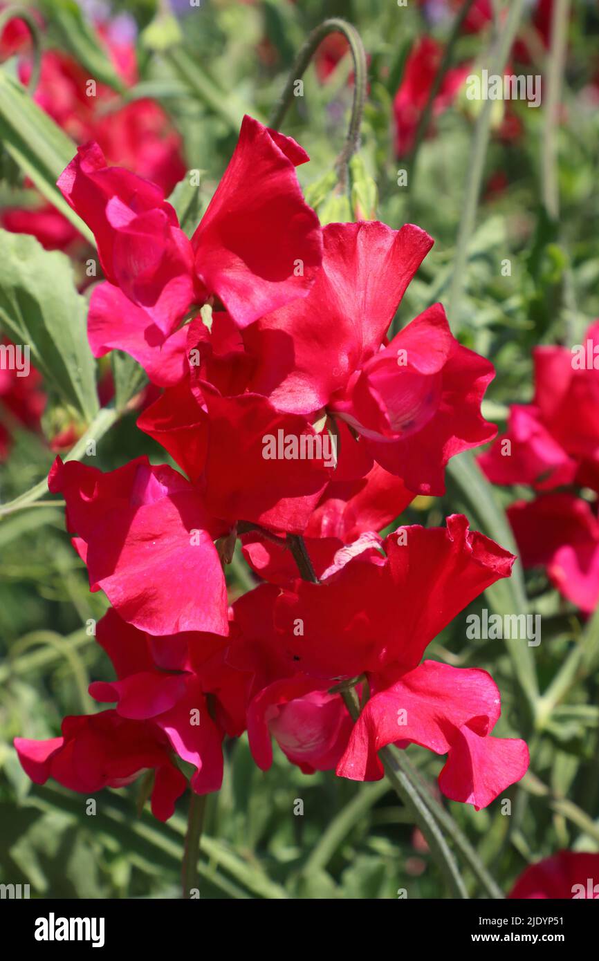 Rote Süßerbsen, Floral Fantasia, RHS Hyde Hall, Chelmsford, Essex, VEREINIGTES KÖNIGREICH Stockfoto