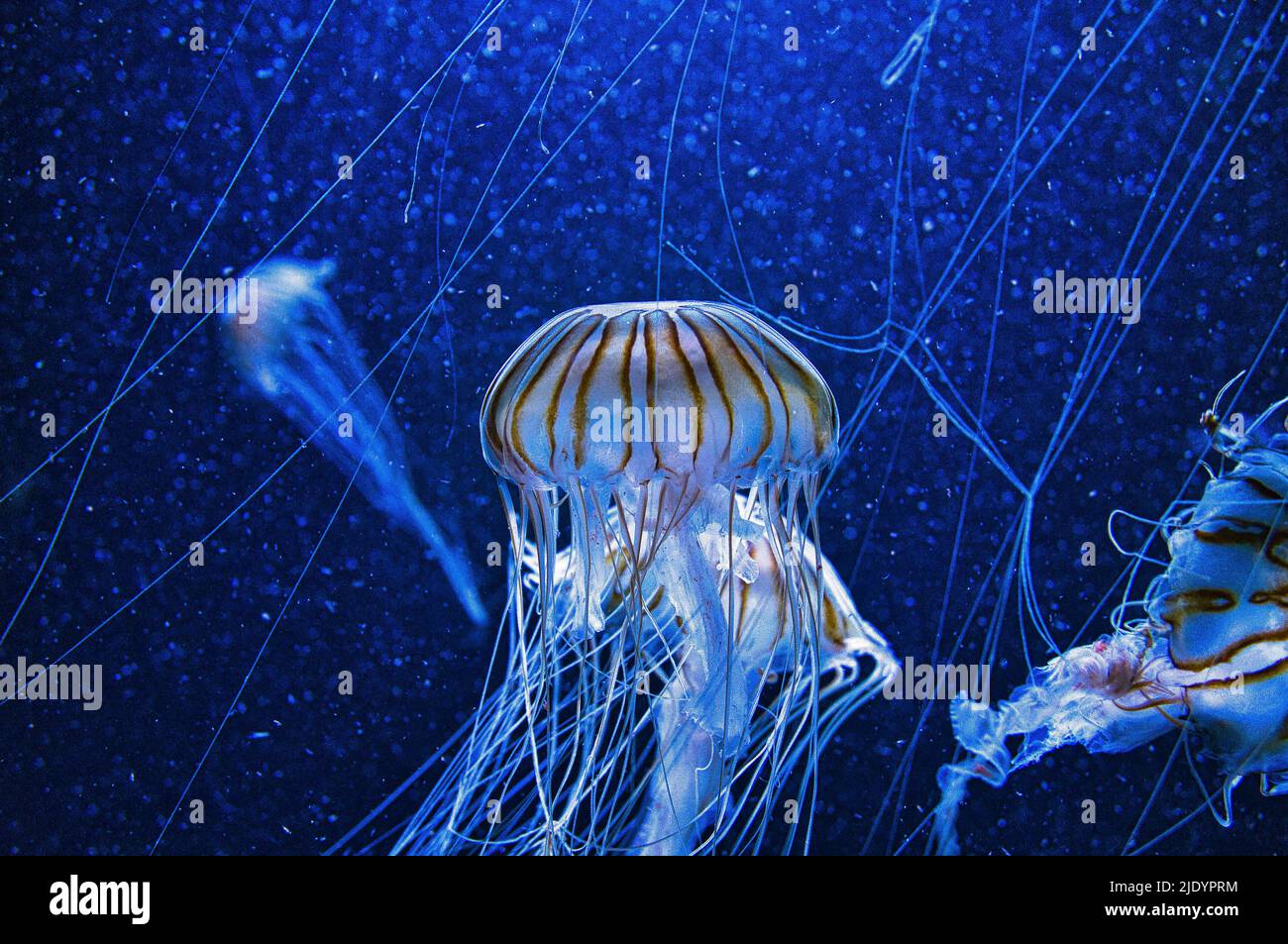 Wie Viele Tentakeln Hat Eine Qualle www.alamy.de