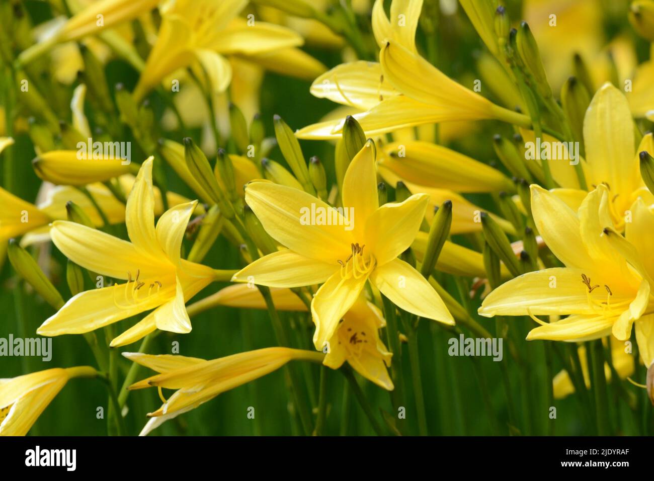 Hemerocallis lilioasphodelus Gelbe Taglilienblüte Stockfoto