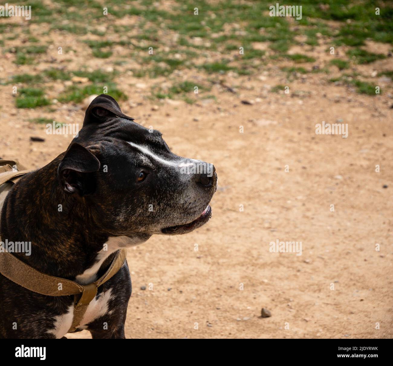 Hauptportrait eines schwarzen amerikanischen Pitbull Terrier Stockfoto