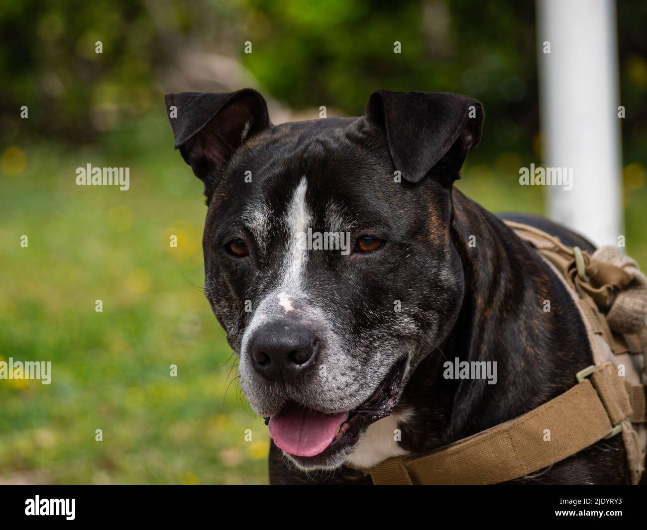 Hauptportrait eines schwarzen amerikanischen Pitbull Terrier Stockfoto