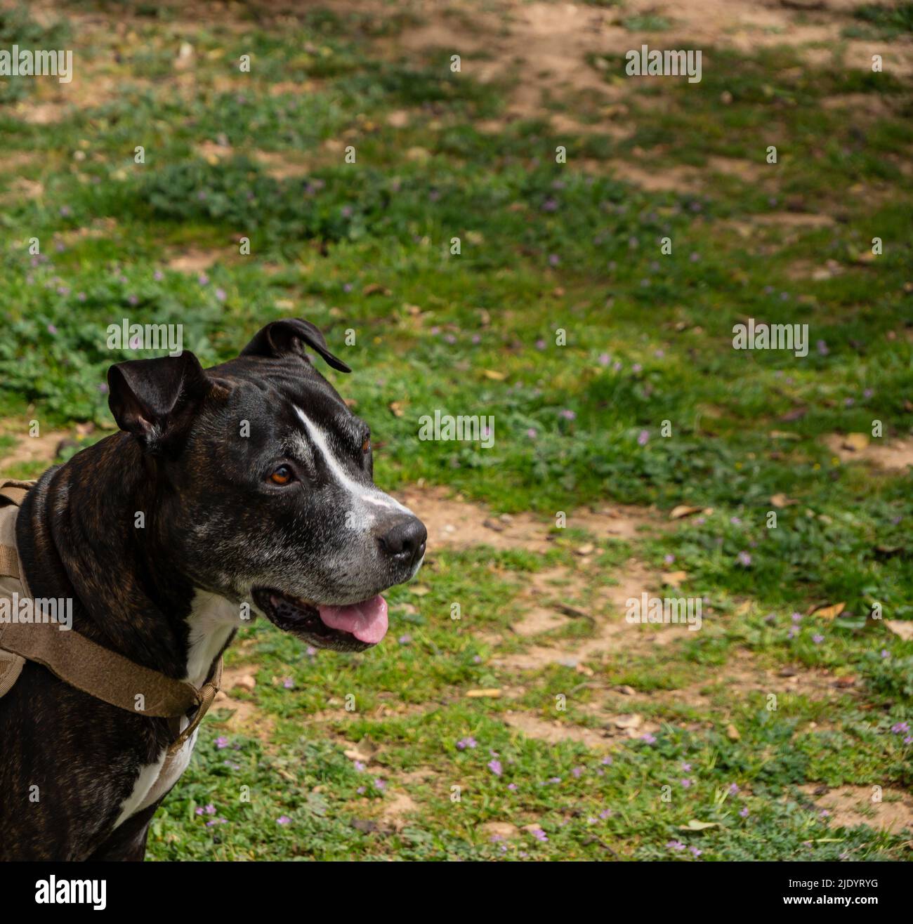 Hauptportrait eines schwarzen amerikanischen Pitbull Terrier Stockfoto