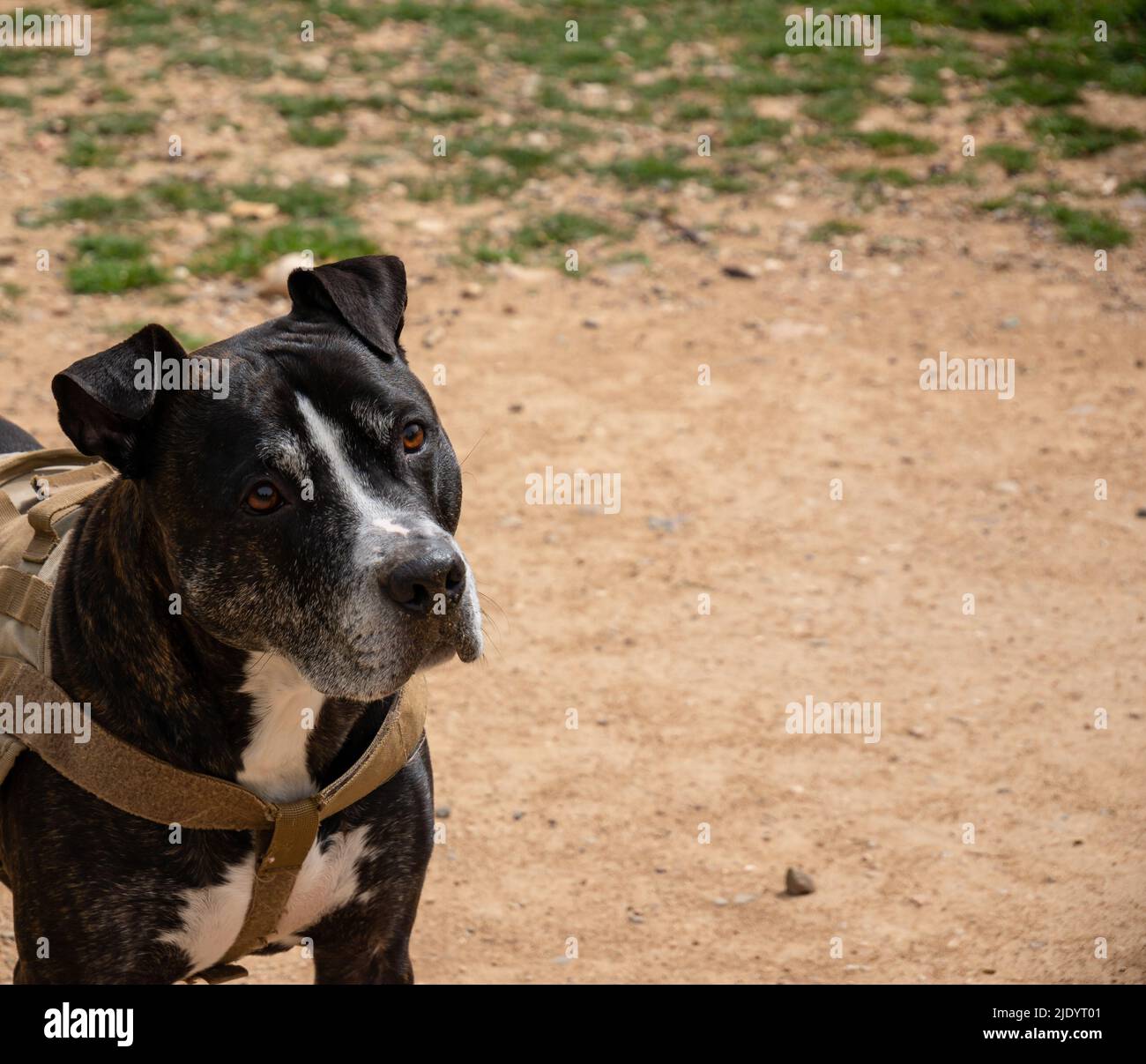 Hauptportrait eines schwarzen amerikanischen Pitbull Terrier Stockfoto