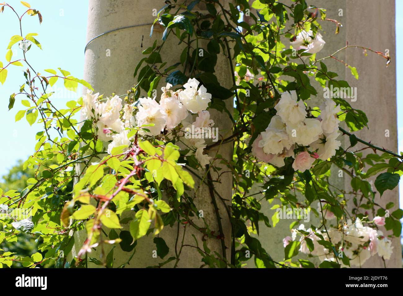 Kletterrosen um eine Säule Polesden Lacey Dorking Surrey England UK Stockfoto