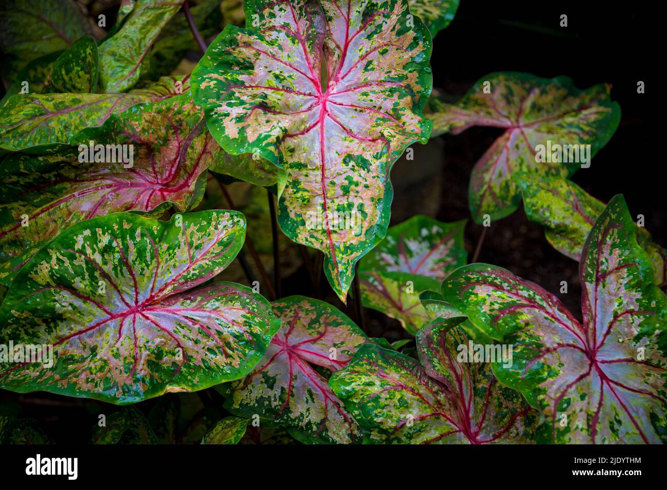 Blätter aus buntem Caladium, lateinischer Name Caladium bicolor, auch Herz Jesu genannt Stockfoto