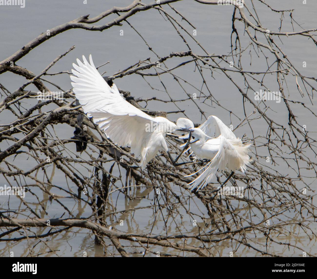 Zwei Reiher Arten der kleinen Reiher (Egretta garzetta) kämpfen um Gebiet, die Küste von Thailand. Stockfoto