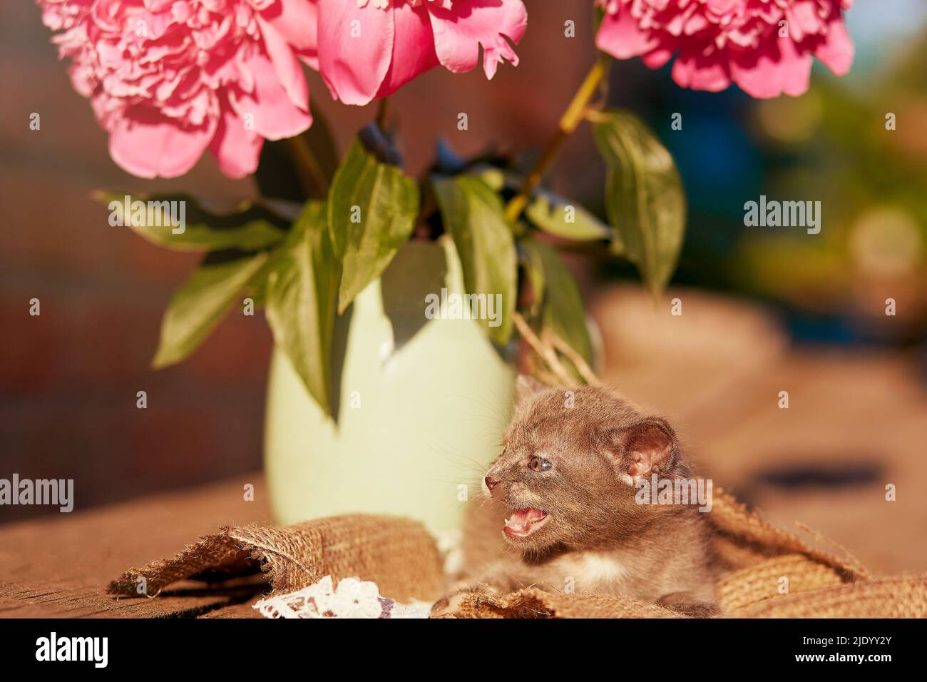 Niedliches Porträt von häuslichen Kätzchen unter blühenden Pfingstrosen draußen. Sommer ästhetischen Hintergrund. Entzückendes kleines Tier im Sommer. Entdeckung und Neugier Kindheit. Stockfoto
