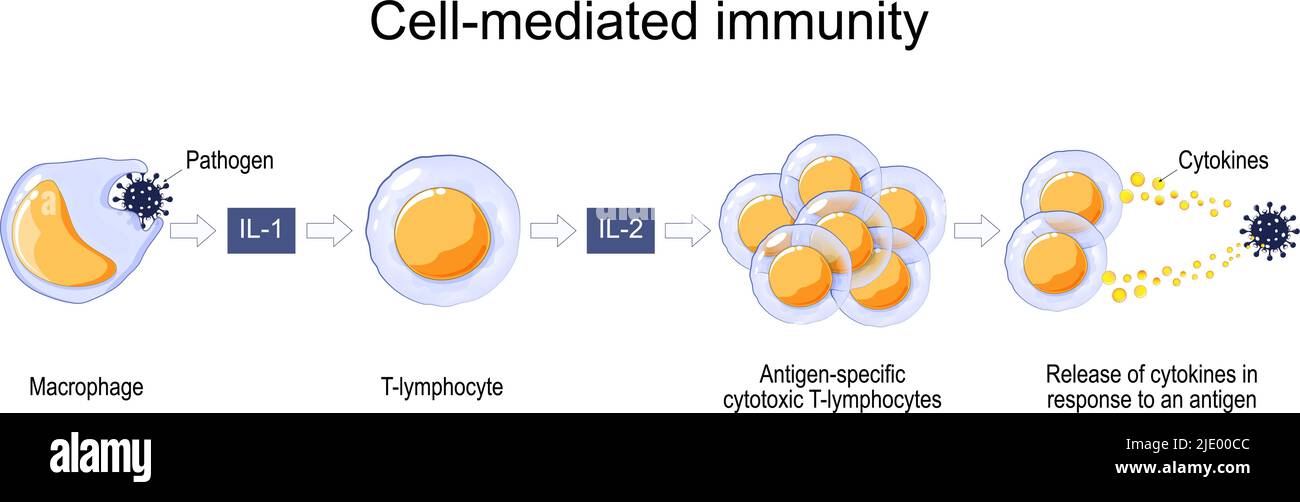 Immunantwort. Zellvermittelte Immunität. Aktivierung von Phagozyten, antigen-spezifischen zytotoxischen T-Lymphozyten und Freisetzung von Zytokinen als Reaktion Stock Vektor