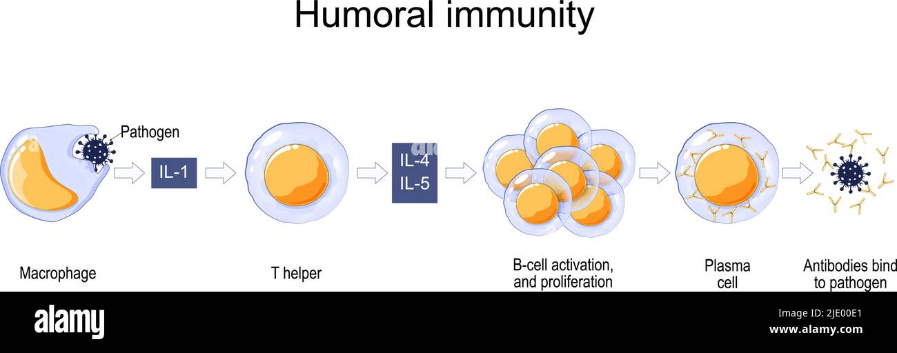 Immunantwort. Humorale Immunität. Antikörper-vermittelte Immunität. Aktivierung von Makrophagen, B-Zellen und Plasmazellen. Antikörper binden an Krankheitserreger. Vektor Stock Vektor