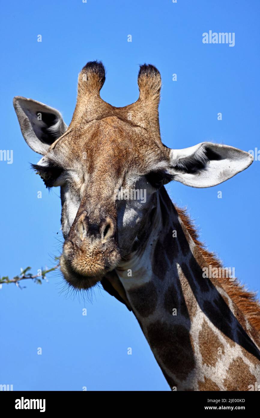 Porträt einer Giraffe, die von einem Baum in Moremi Botswana frisst Stockfoto
