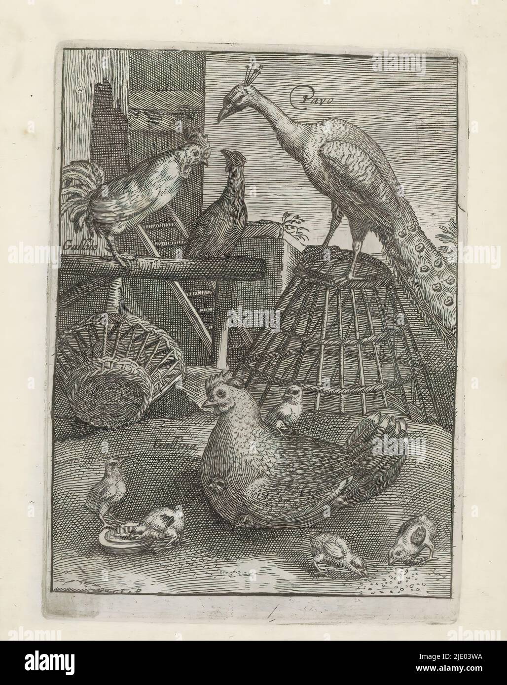 Pfau und Hühner, Vögel (Serientitel), Avium Vivae Icones (...) (Serientitel), im Vordergrund ein Huhn mit Küken. Auf einem Stock ein Hahn. Auf einem umgedrehten Korb sitzt ein Pfau. Dieser Druck ist Teil eines Albums., Druckerei: Anonym, Druckerei: Crispijn van de Passe (I), (abgelehnte Namensnennung), nach Gestaltung von: Adriaen Collaert, Utrecht, 1635 - 1660, Papier, Gravur, Höhe 123 mm × Breite 89 mm Stockfoto