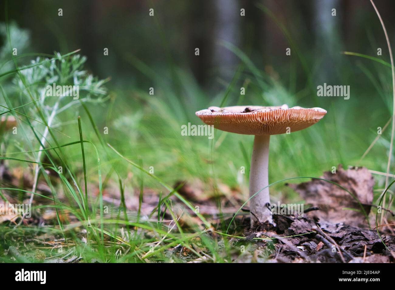 Pilz im Wald Hintergrund grünes Gras Stockfoto