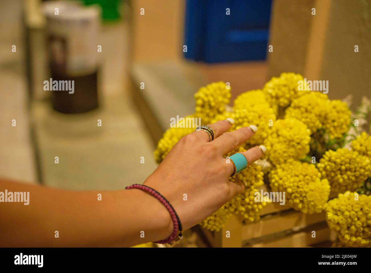 Weibliche Hand bereit, ein paar der berühmten Sempreviva Blume zu holen. Diese gelbe Blume hat die erstaunliche Fähigkeit, frisch und scheinbar in Blüte zu bleiben Stockfoto