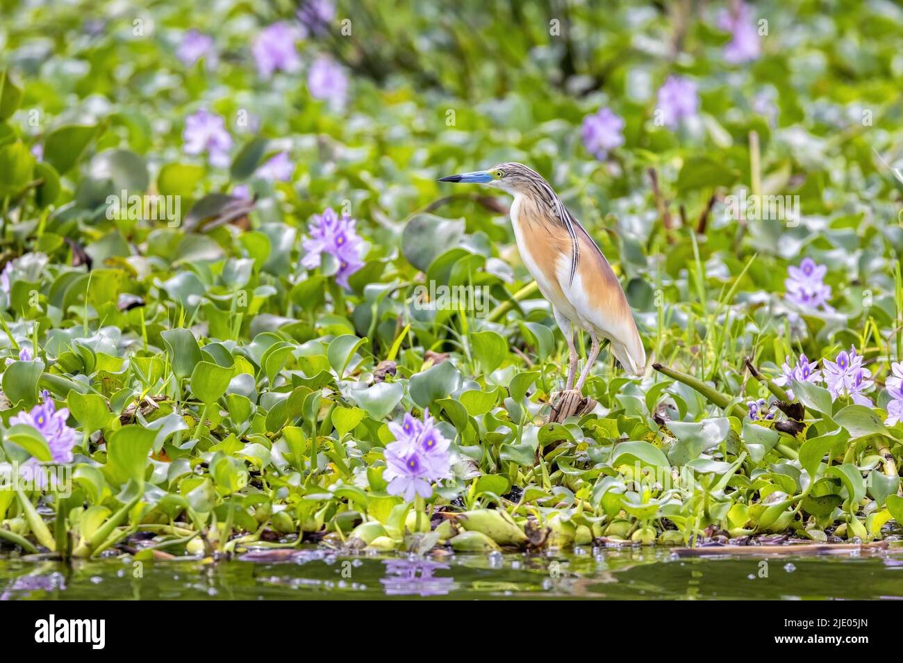 Squaccoreiher, Ardeola ralloides, am Ufer des Lake Edward, Queen Elizabeth National Park, Uganda, mit einem Hintergrund aus purpurfarbenem Wasserhyazinthe Stockfoto