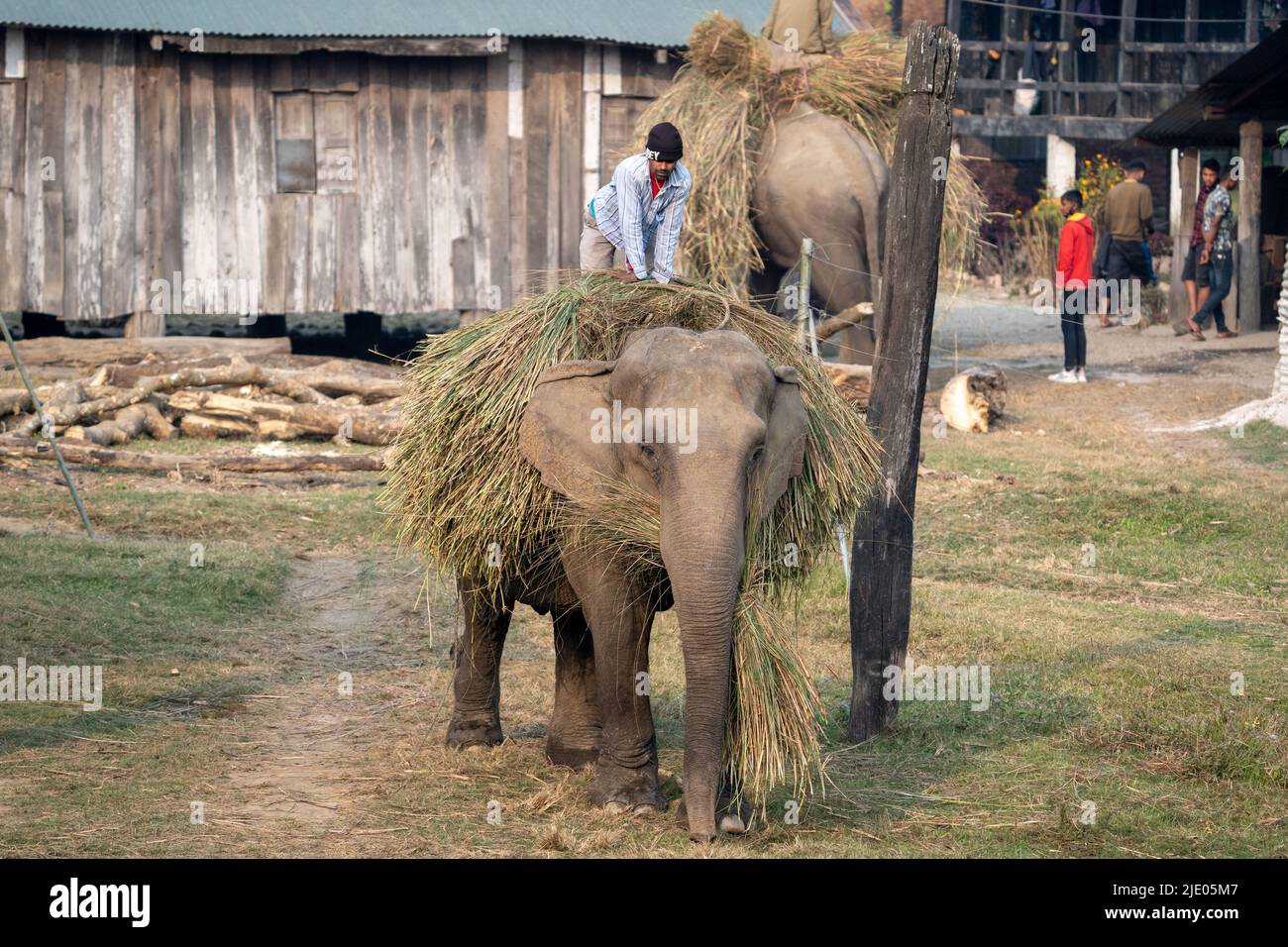 Chitwan, Nepal - 31. Januar 2022: Ein heimischer Elefant trägt eine Ladung Gras mit einem Mahout auf dem Rücken. Stockfoto