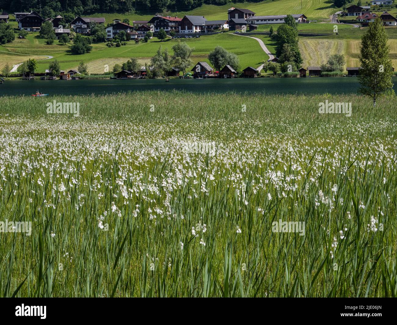 Wiese mit Baumwollgras (Eriophorum), Weissensee, Kärnten, Österreich Stockfoto
