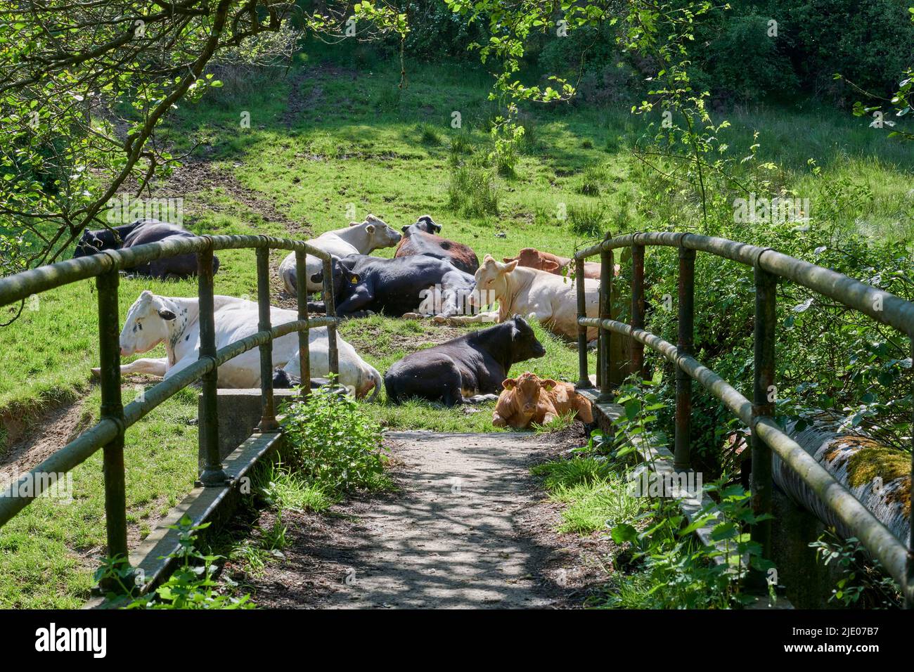 Kühe schlafen in der Sonne, Levisham, North Yorkshire Moors National Park, Nordengland, Großbritannien Stockfoto