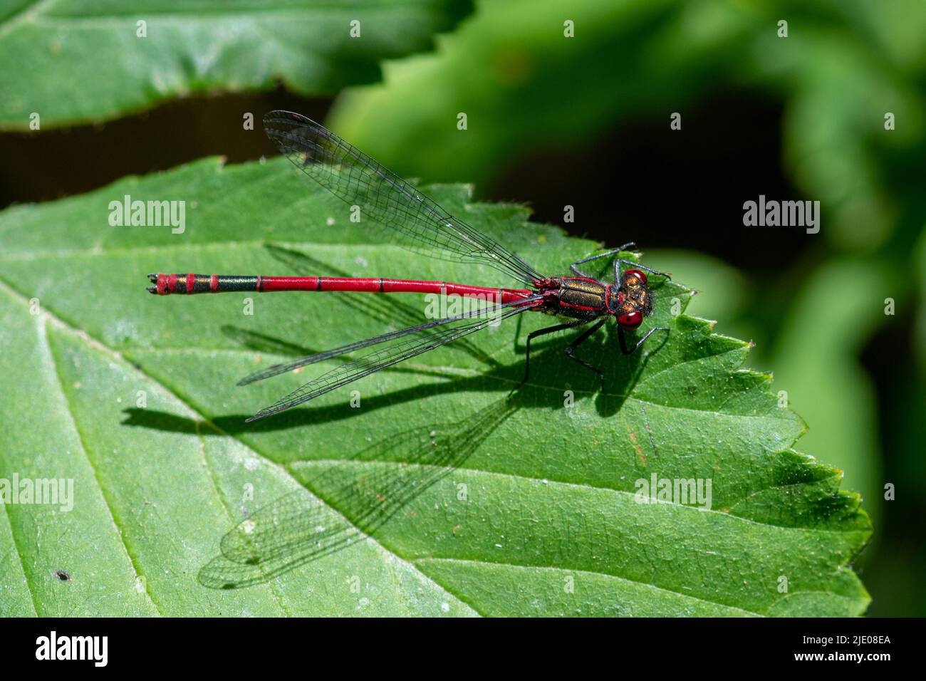 Große rote Damselfliege (Pyrrhosoma nymphula) auf Blatt, Surrey, England, Großbritannien Stockfoto