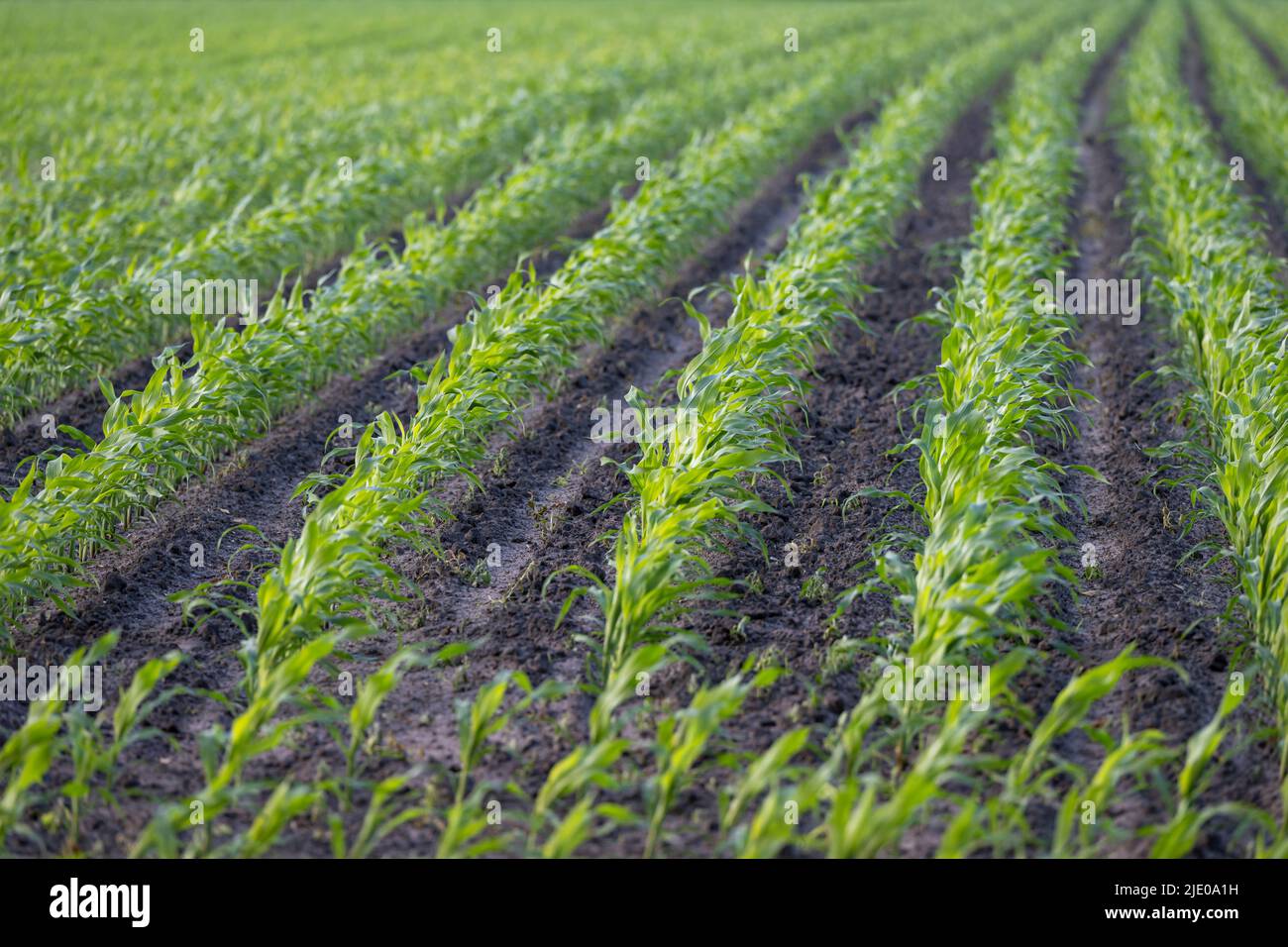 Farm Feld mit jungen Mais Pflanzen im Frühjahr Stockfoto