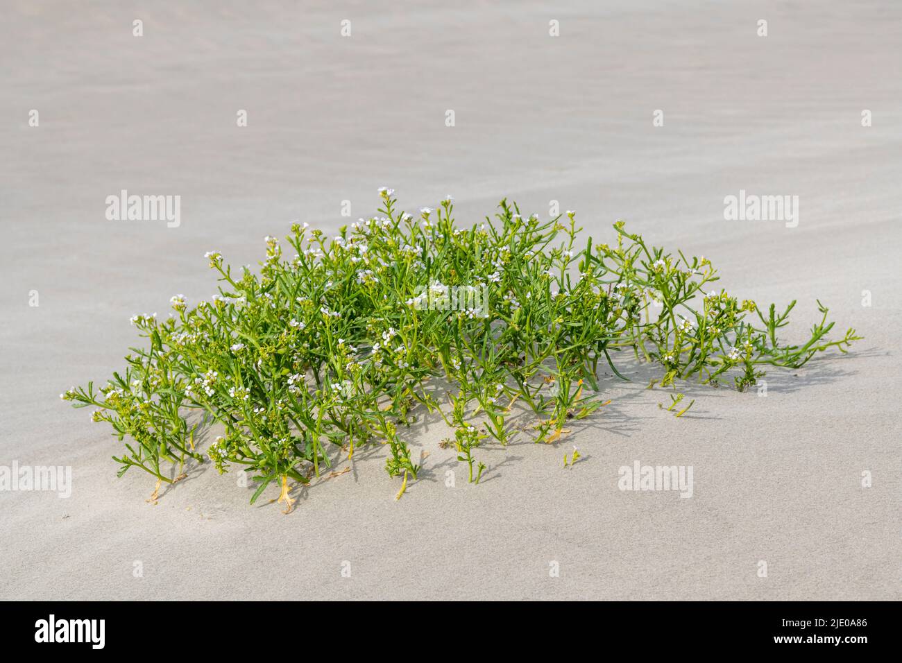 Pflanze am Strand von Terschelling, genannt Sea Rocket Cakile maritima mit weißen Blüten Stockfoto