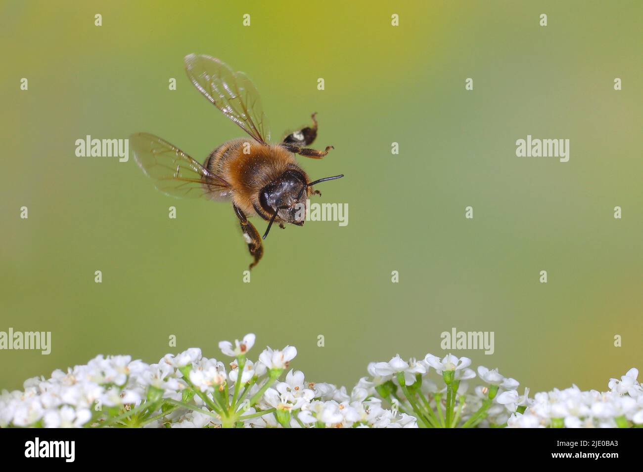 Holunder biene -Fotos und -Bildmaterial in hoher Auflösung – Alamy