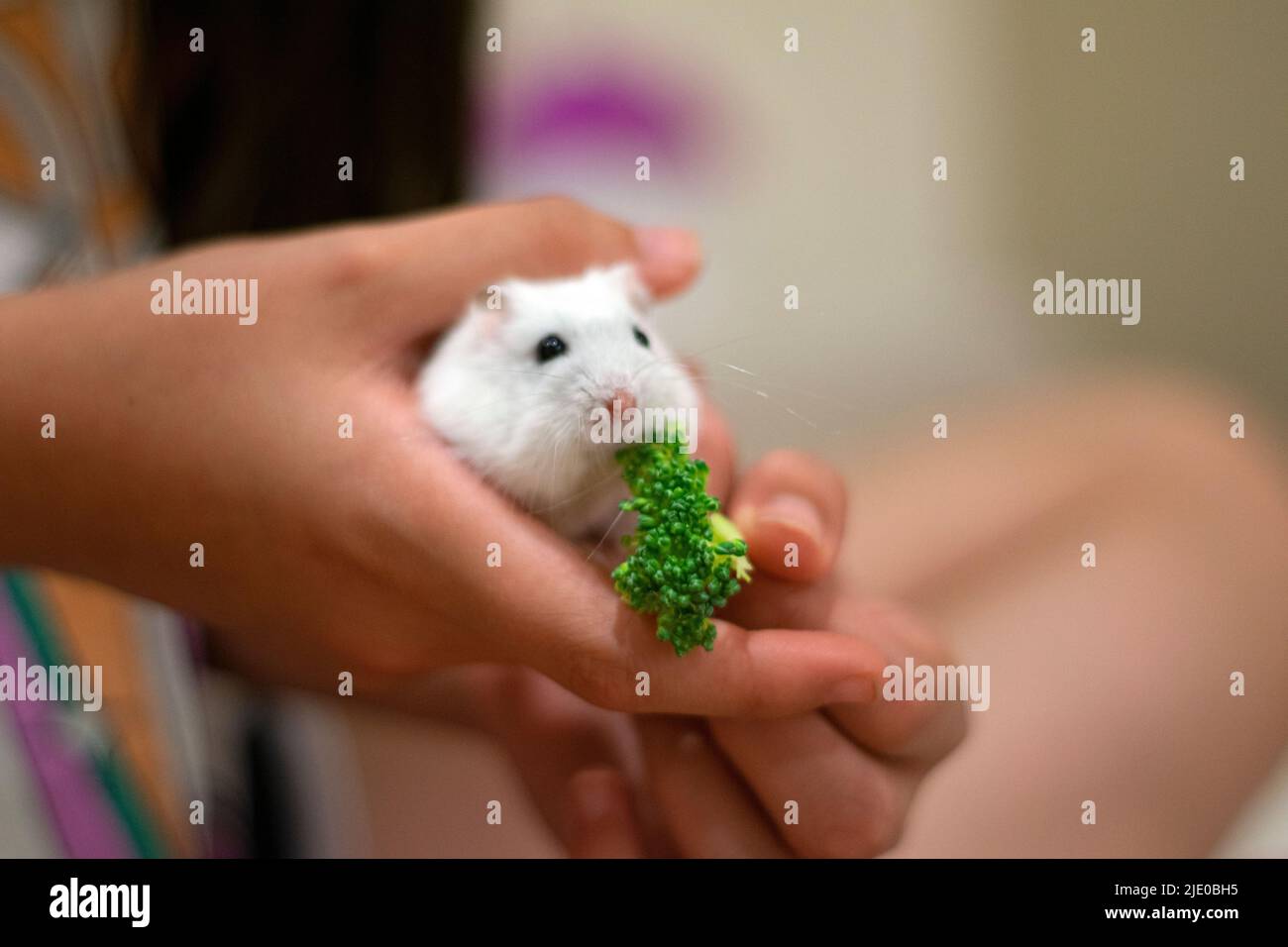 Kind spielt mit einem weißen russischen Hamster. Haustiere, kleine Tiere im Haus zu haben. Süßer weißer Hamster, der Brokkoli isst. Stockfoto