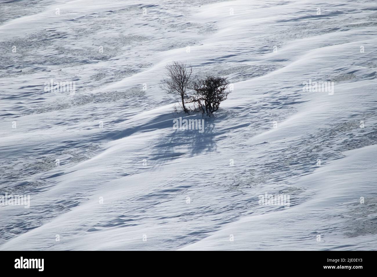 Minimale Naturfotografie von ein paar Bäumen im Schnee, Einsamkeit, Frische-Konzept Stockfoto
