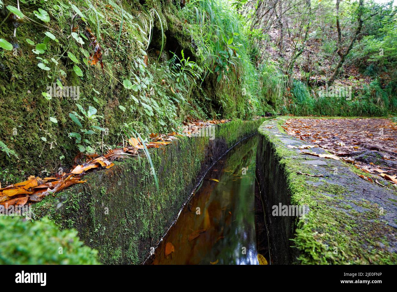 Rechter Levada-Pfad, linker Levada, Wasserleitung, Ribeiro Frio, subtropisch, Wald, Madeira, offiziell Autonome Region Madeira, Insel, Archipel Stockfoto