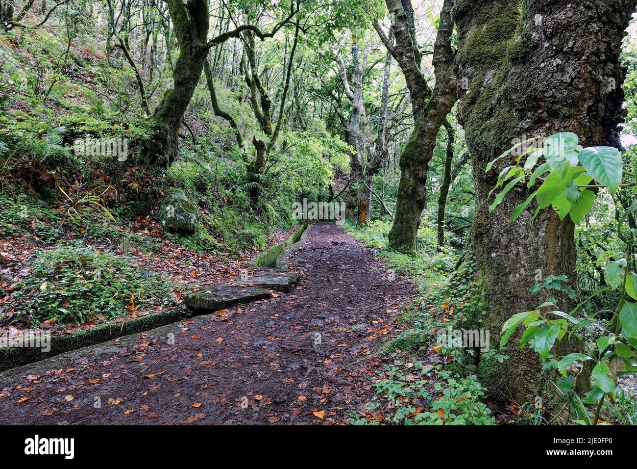 Levada Trail, Levada links, Wasserleitung, Ribeiro Frio, subtropisch, Wald, Madeira, offiziell Autonome Region Madeira, Insel, Archipel Stockfoto