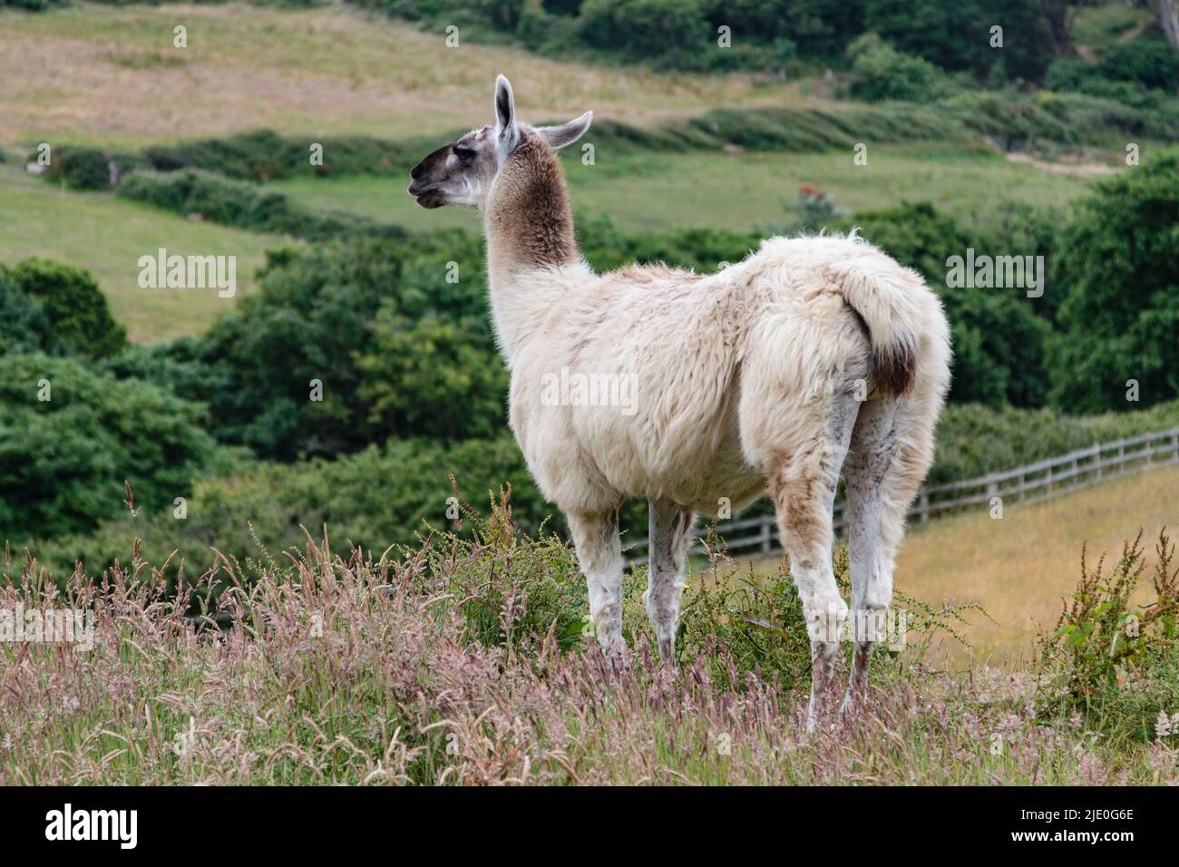 Lamas in einem Feld bei Mullion Cover in Cornwall Stockfoto