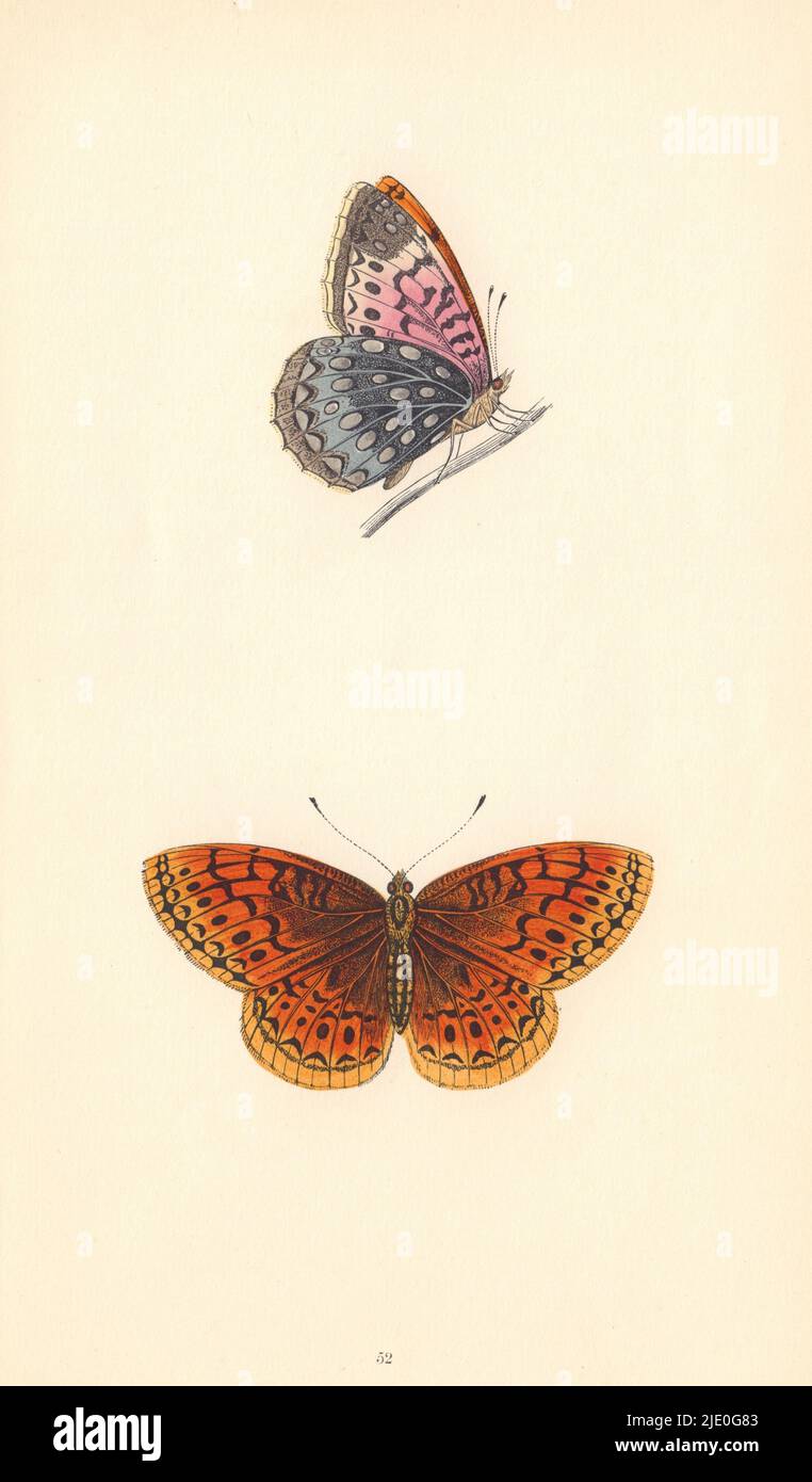 BRITISCHE SCHMETTERLINGE. Venus Fritillary. MORRIS 1865 altes antikes Druckbild Stockfoto