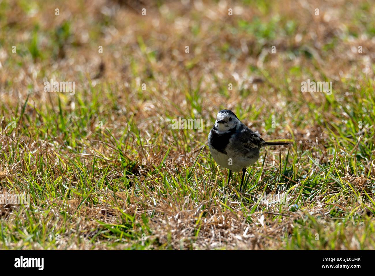 Schöner schwarz-weißer Vogel, weißer Wagtail (Motacilla alba), Singvögel im Naturlebensraum. Kleiner Bachstelzenschwanz Stockfoto