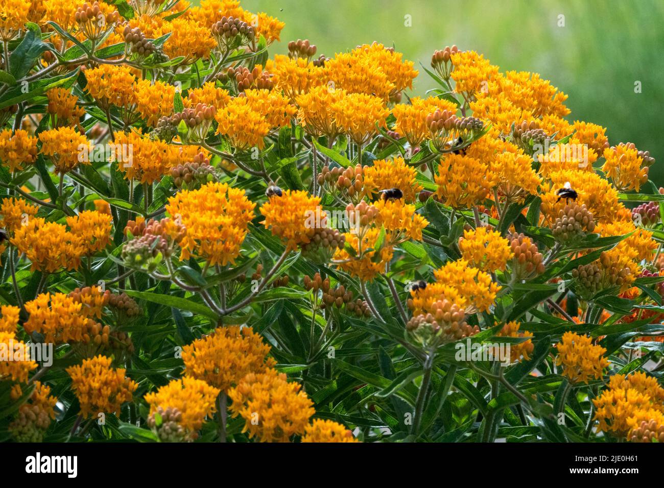Milchkraut, Asclepias tuberosa, Blüte, Orange, Blumen, Innen, Garten, Mehrjährig, Pflanze Stockfoto