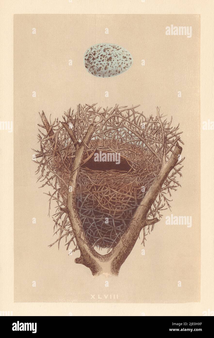 BRITISCHE VOGELEIER UND NESTER. Elster. MORRIS 1866 altes antikes Druckbild Stockfoto