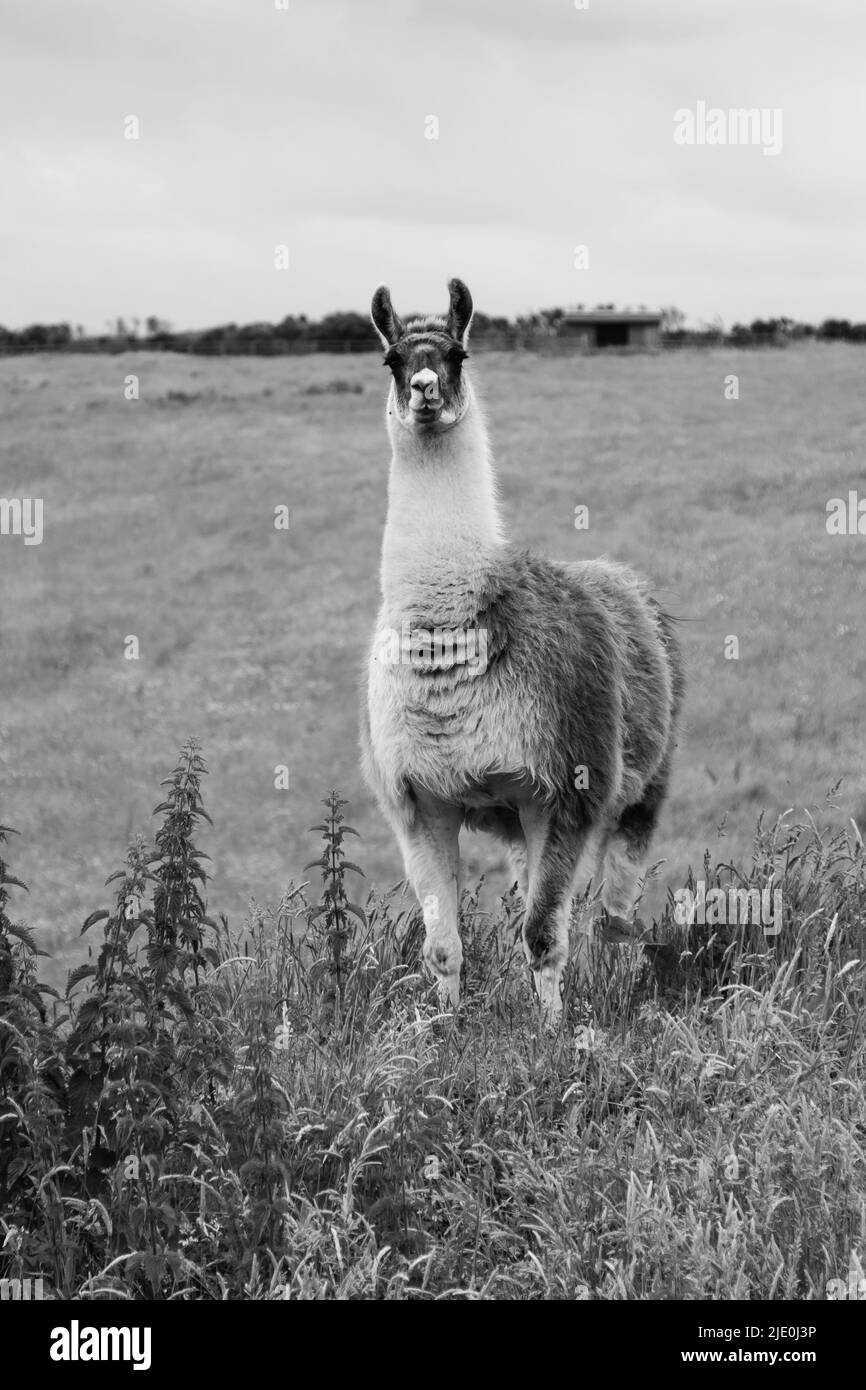 Lamas in einem Feld bei Mullion Cover in Cornwall Stockfoto