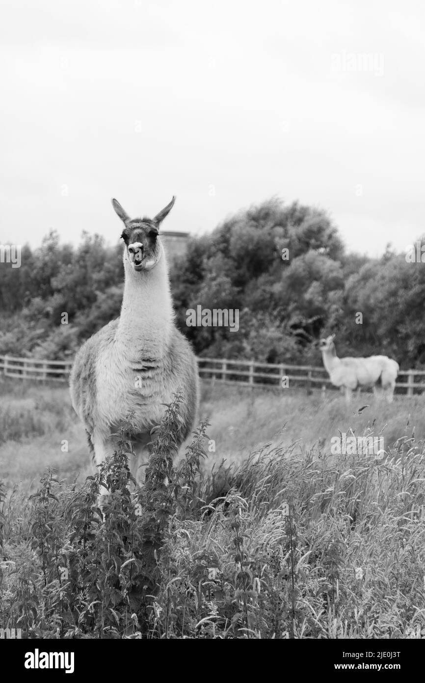 Lamas in einem Feld bei Mullion Cover in Cornwall Stockfoto