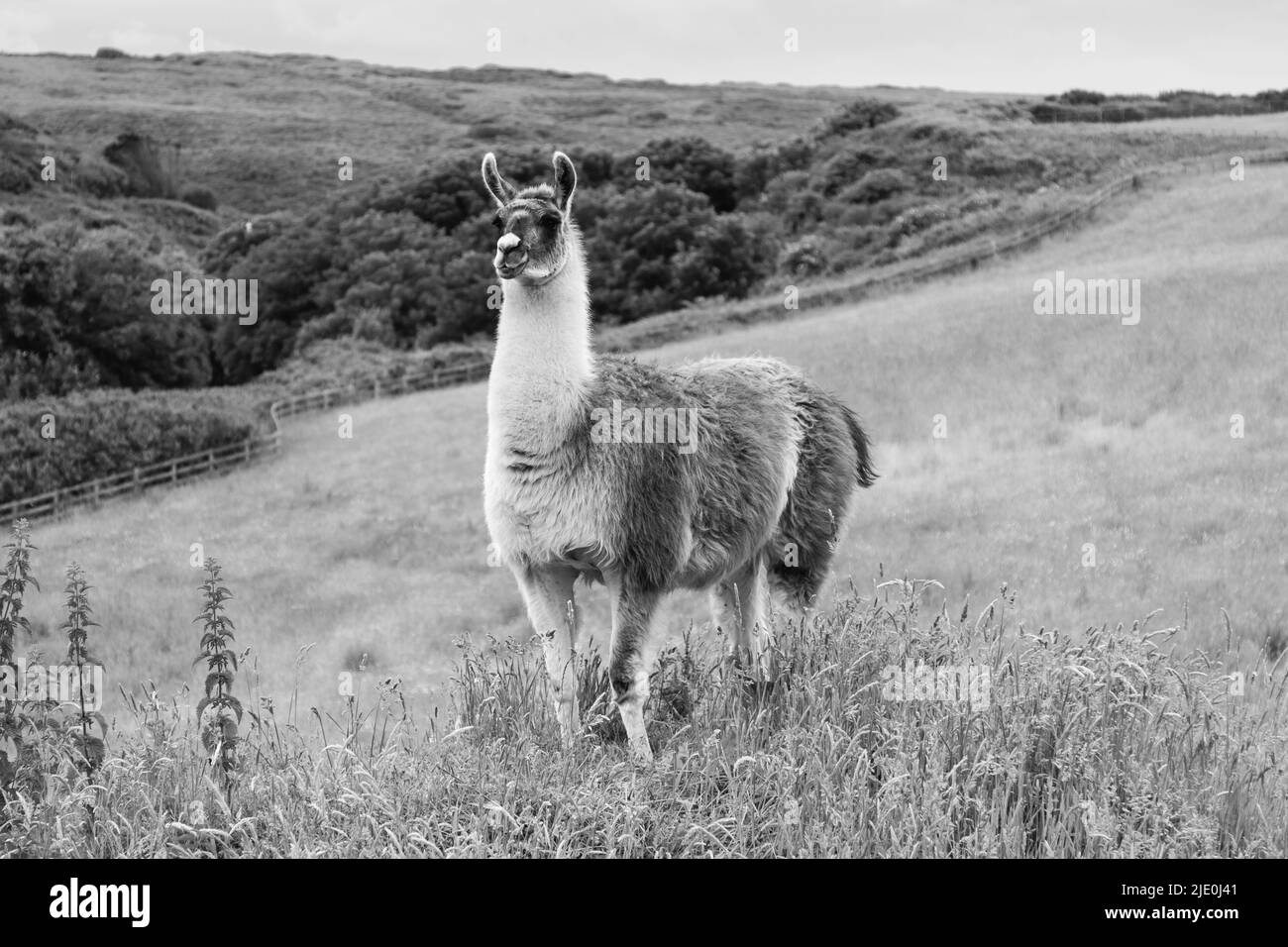 Lamas in einem Feld bei Mullion Cover in Cornwall Stockfoto