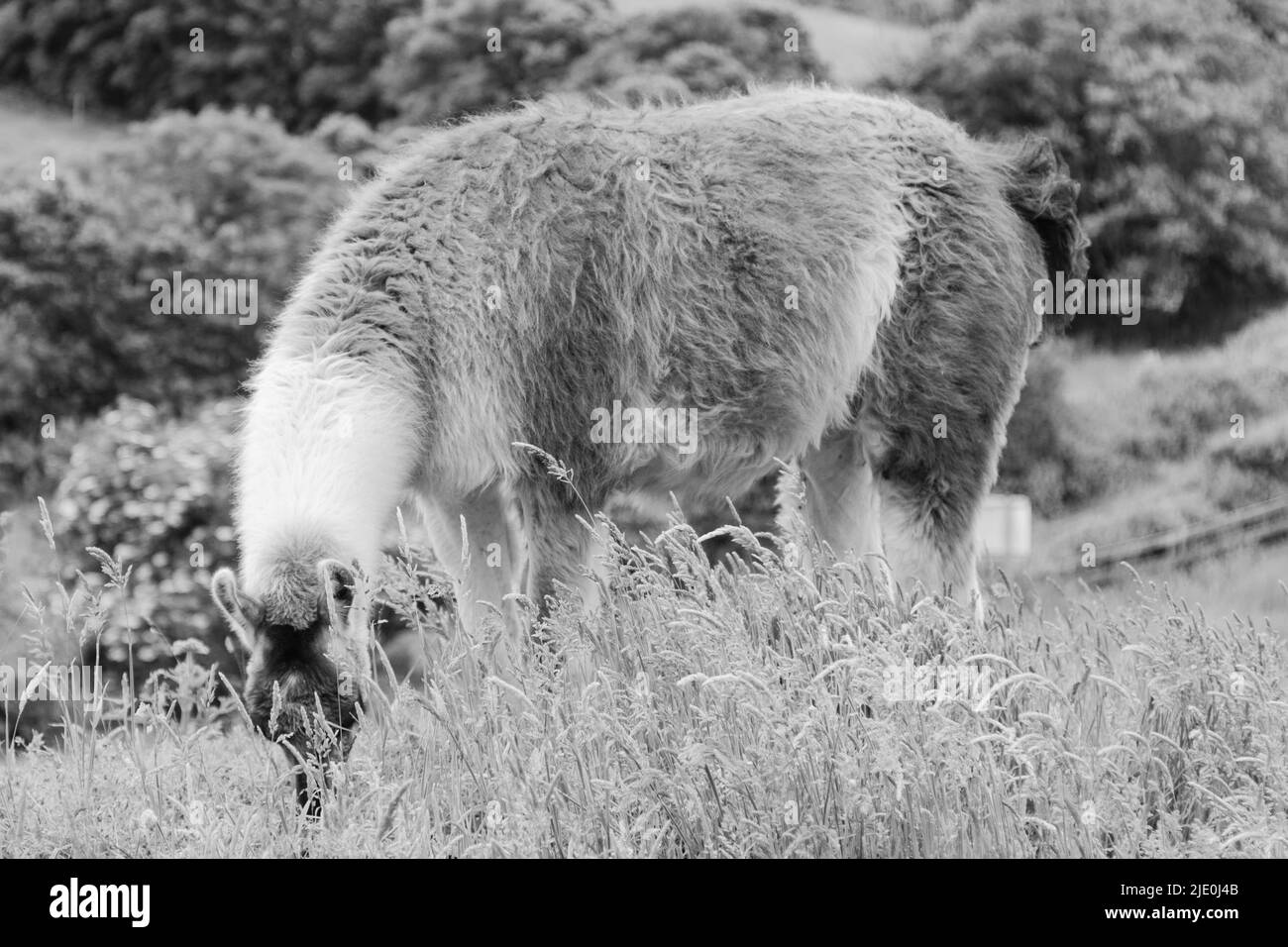 Lamas in einem Feld bei Mullion Cover in Cornwall Stockfoto