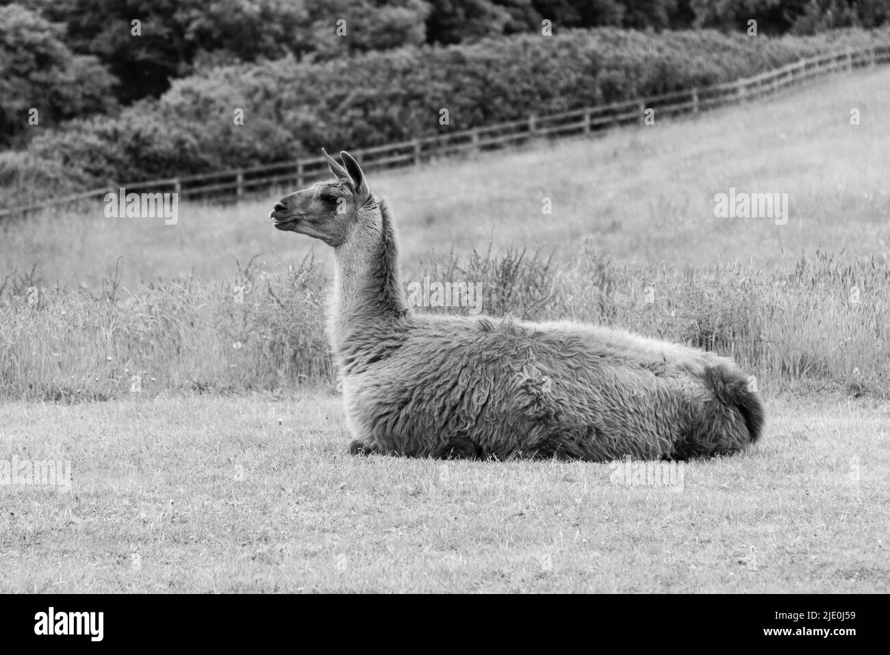 Lamas in einem Feld bei Mullion Cover in Cornwall Stockfoto