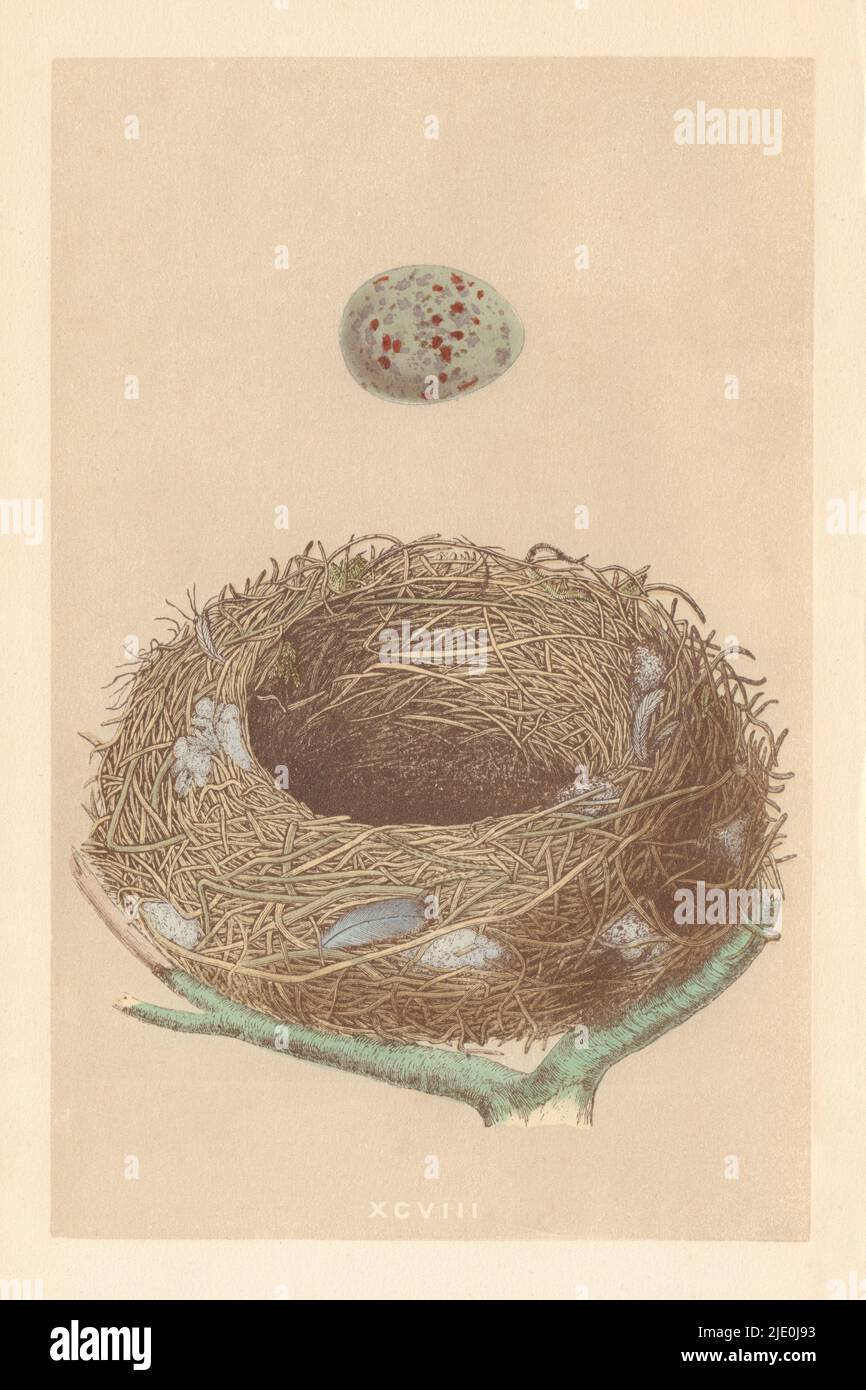 BRITISCHE VOGELEIER UND NESTER. Missel Thrush. MORRIS 1866 alter antiker Druck Stockfoto