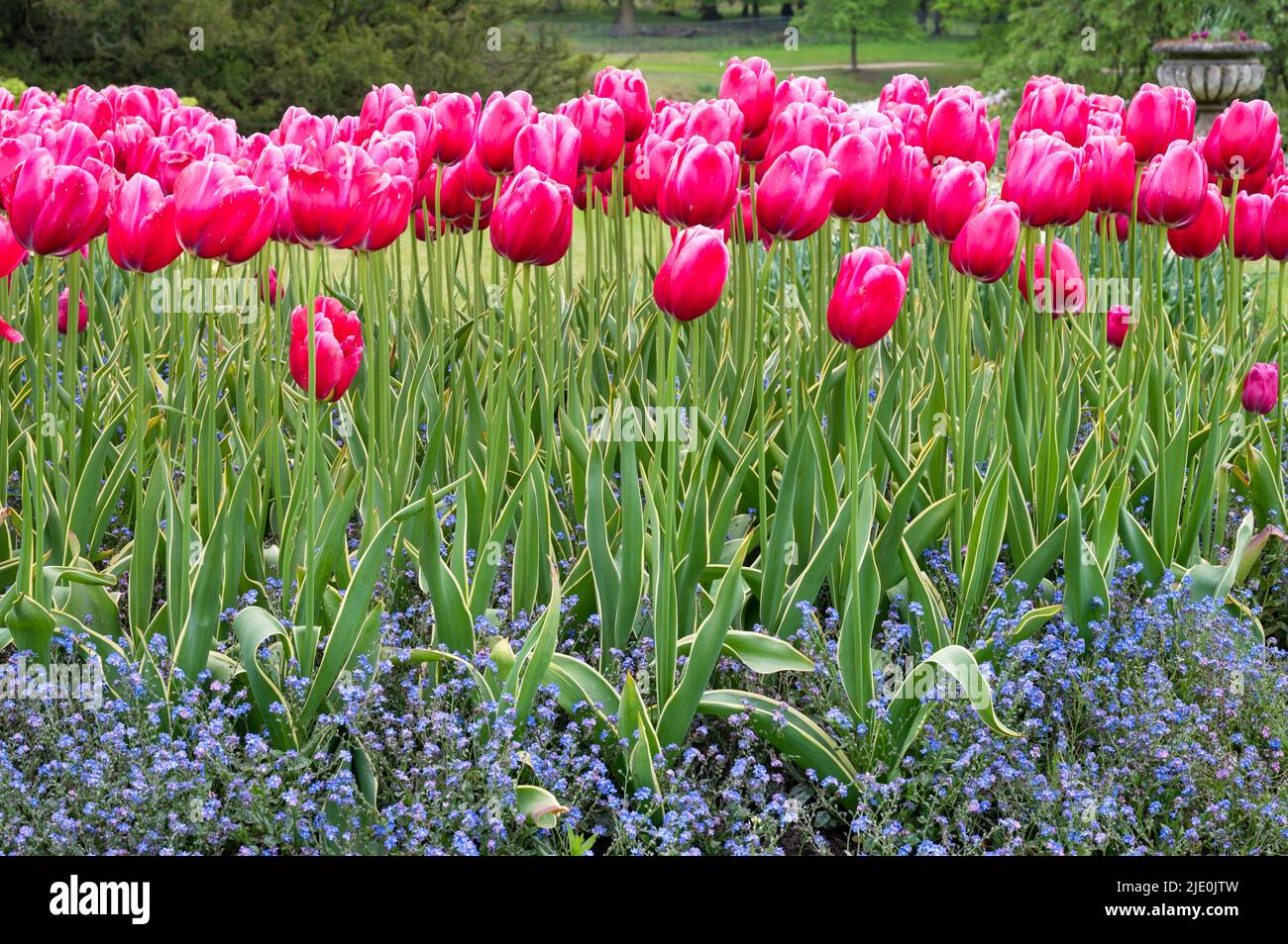 In einem englischen Garten wachsen rosa Tulpenblüten Stockfoto