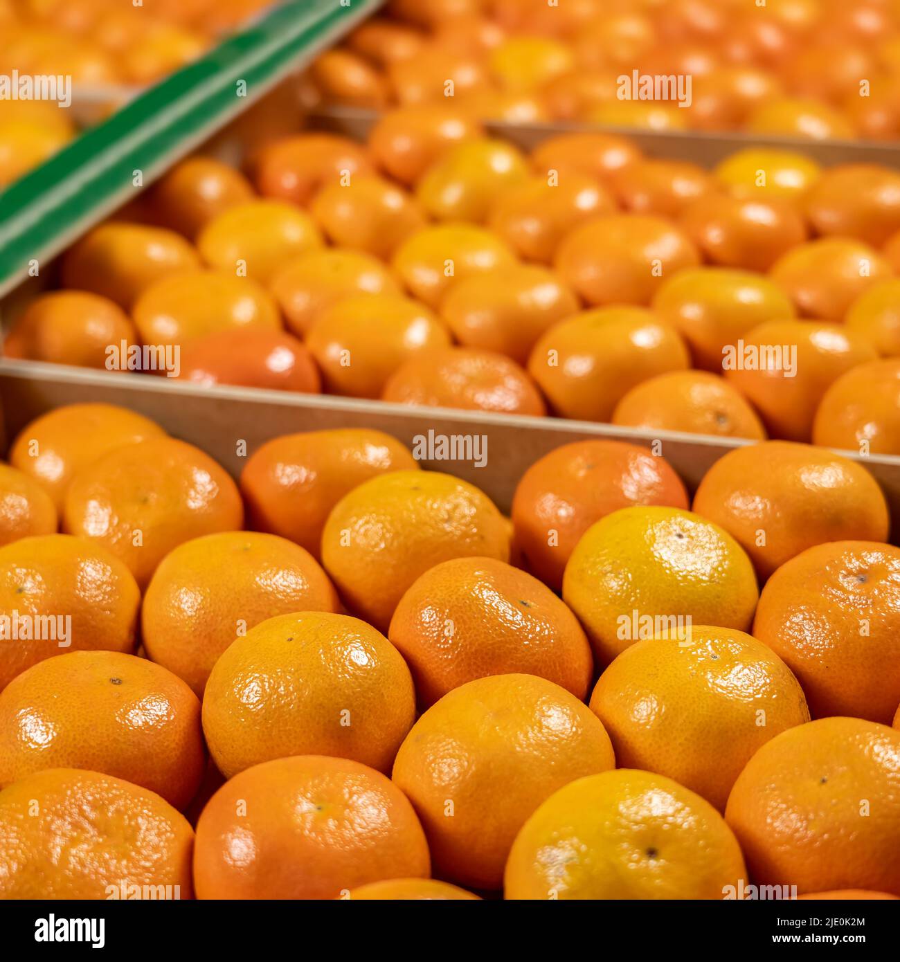 Tangerine-Felder platziert, Nahaufnahme mit unfokussierten Hintergrund. Stockfoto