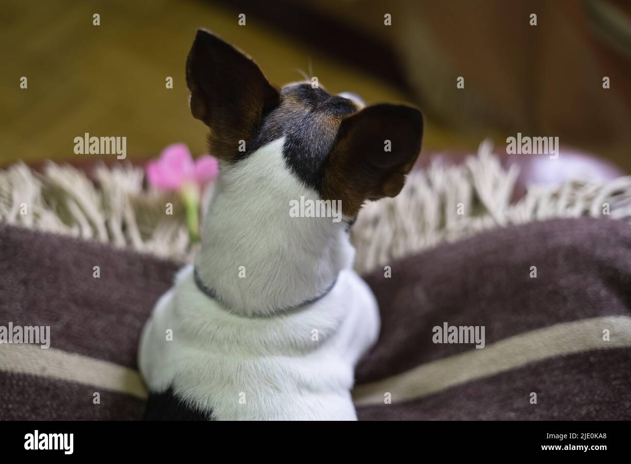 Jack russell Hund lag entspannt auf seiner Decke. Stockfoto