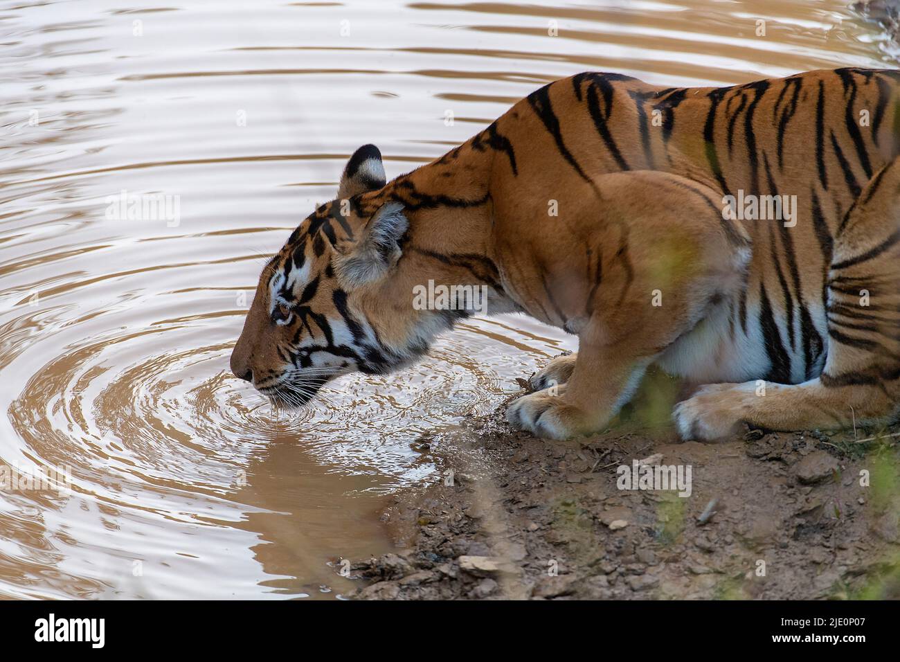 Die bengalischen Tigerin, bekannt als 'Chhoti Mada' (geboren 2008), trinkt im Kana National Park (Mukki Range), Madhya Pradesh, Indien. Foto vom Februar 2019. Stockfoto