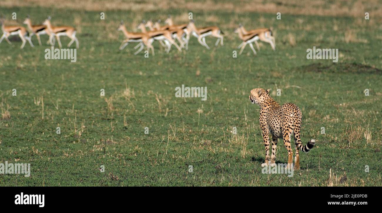 Cheetah versuchte, Thomson's Gazellen in Maasai Mara, Kenia, zu jagen, aber dieses Mal musste sie die Mahlzeit entkommen sehen. Stockfoto