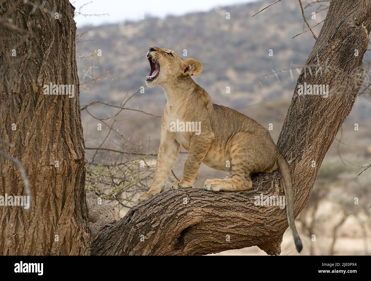 Löwenjunge spielt in einem Baum im Samburu NP, kenia. Stockfoto