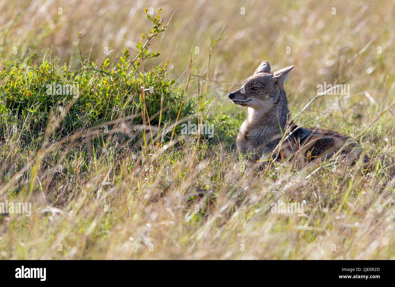 Seitlicher gestreifter Schakal (Canis adustus) aus Maasai Mara, Kenia. Stockfoto