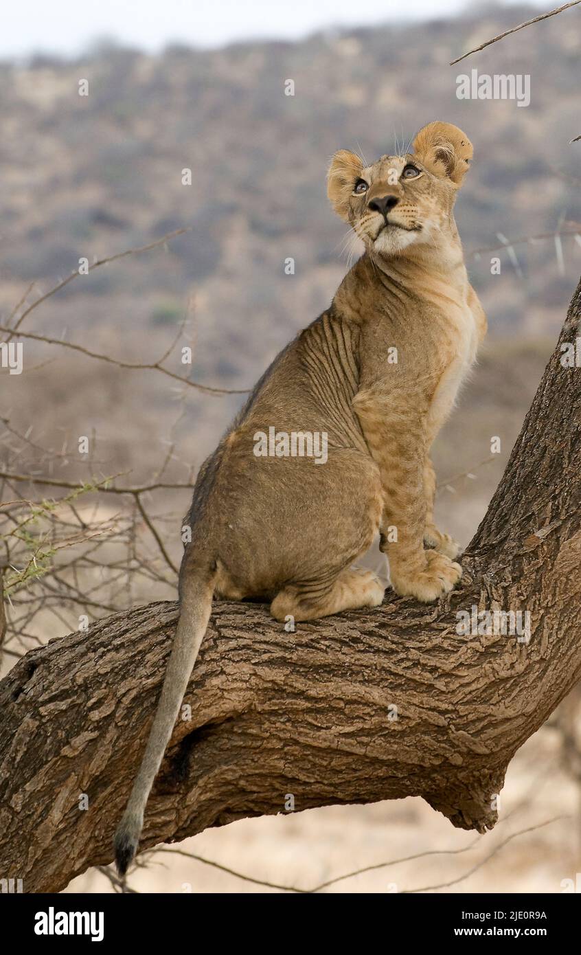 Löwenjunge spielt in einem Baum im Samburu NP, Kenia. Stockfoto