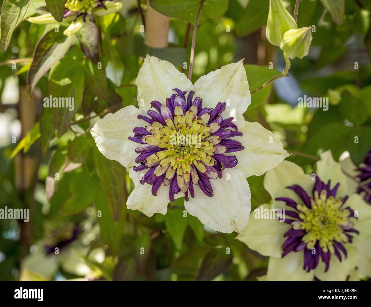 Weiß und lila Clematis florida sieboldii wächst in einem britischen Garten. Stockfoto