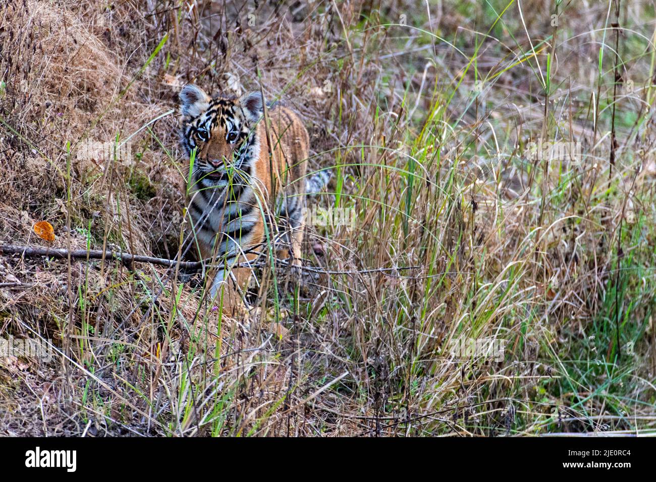 4 Monate altes Junge des weiblichen bengalischen Tigers, bekannt als 'Chhoti Mada' im Kanha National Park (Mukki Range) im Februar 2019. Dies war der einzige Überlebende o Stockfoto